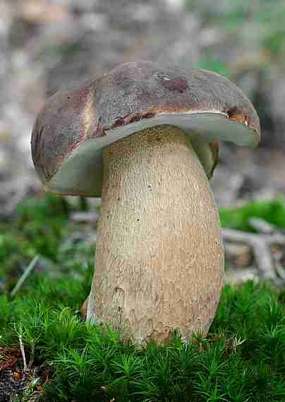  Image name: 94 Porcino.jpg 
 width: 404 pixel 
 height: 570 pixel 
 Size: 17041 bytes 
 Click to enlarge 